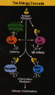 The Allergy Cascade