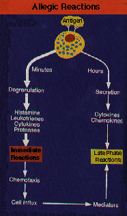 allergic reaction diagram