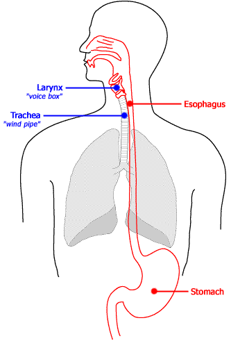 Larynx Voice Box Esophagus Trachea Wind Pipe Stomach