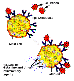 Release of Histamine